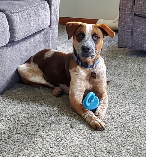 Emmet - D Litter