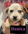 Danica - D Litter