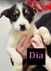 Dia - D Litter