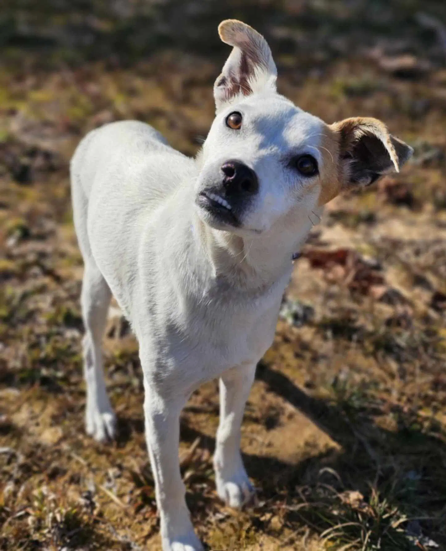 Elma - Jack Russell Terrier