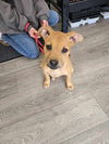 Toffee