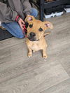 Toffee