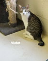 Violet - Flower Litter - Photo 2