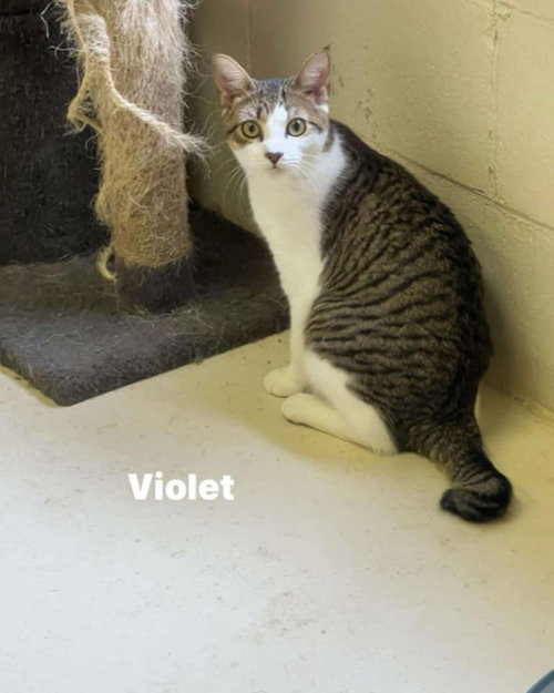 VIOLET - FLOWER LITTER - Domestic Short Hair available for adoption