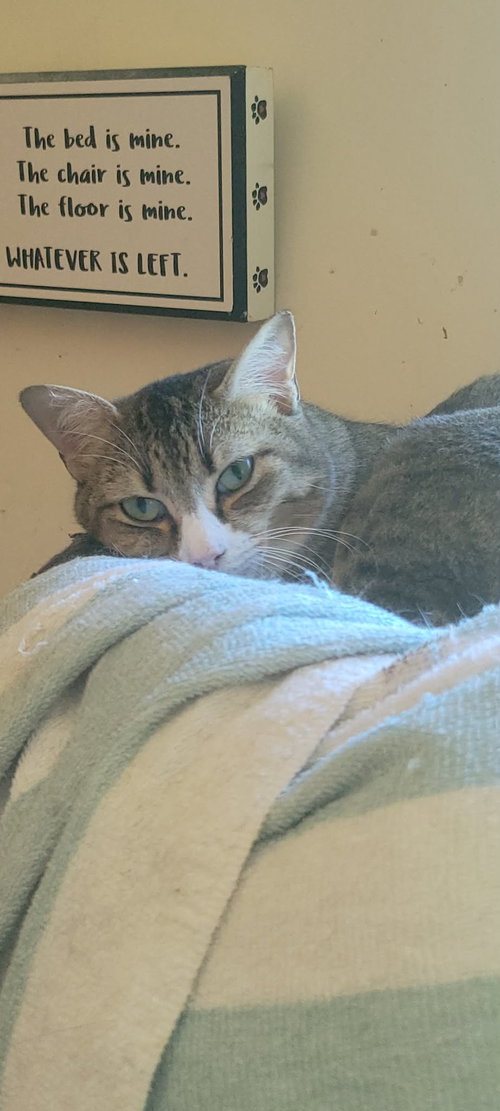 IRIS - FLOWER LITTER - Domestic Short Hair available for adoption