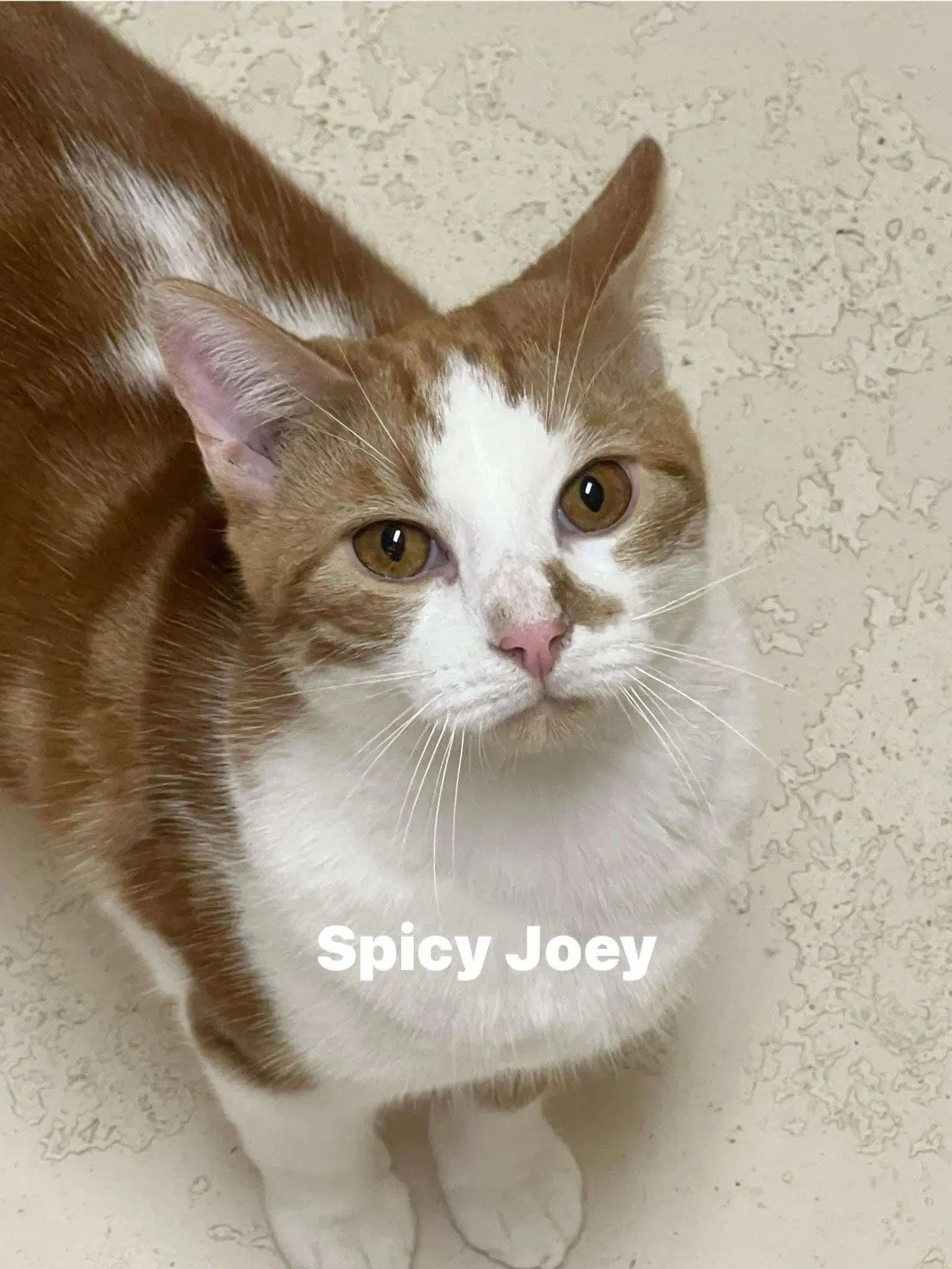 Spicy Joe - Domestic Short Hair
