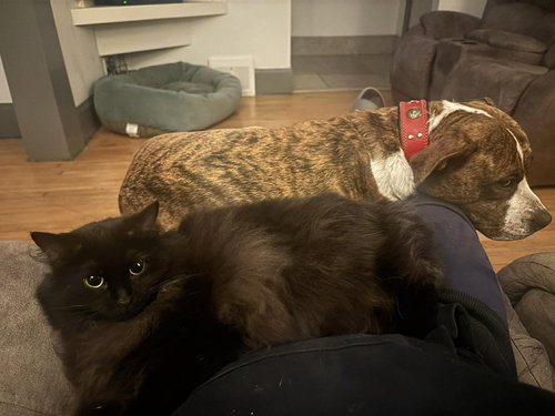 picture of the cat needing adoption