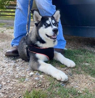 adoptable Dog in Sheboygan, WI named Fresita