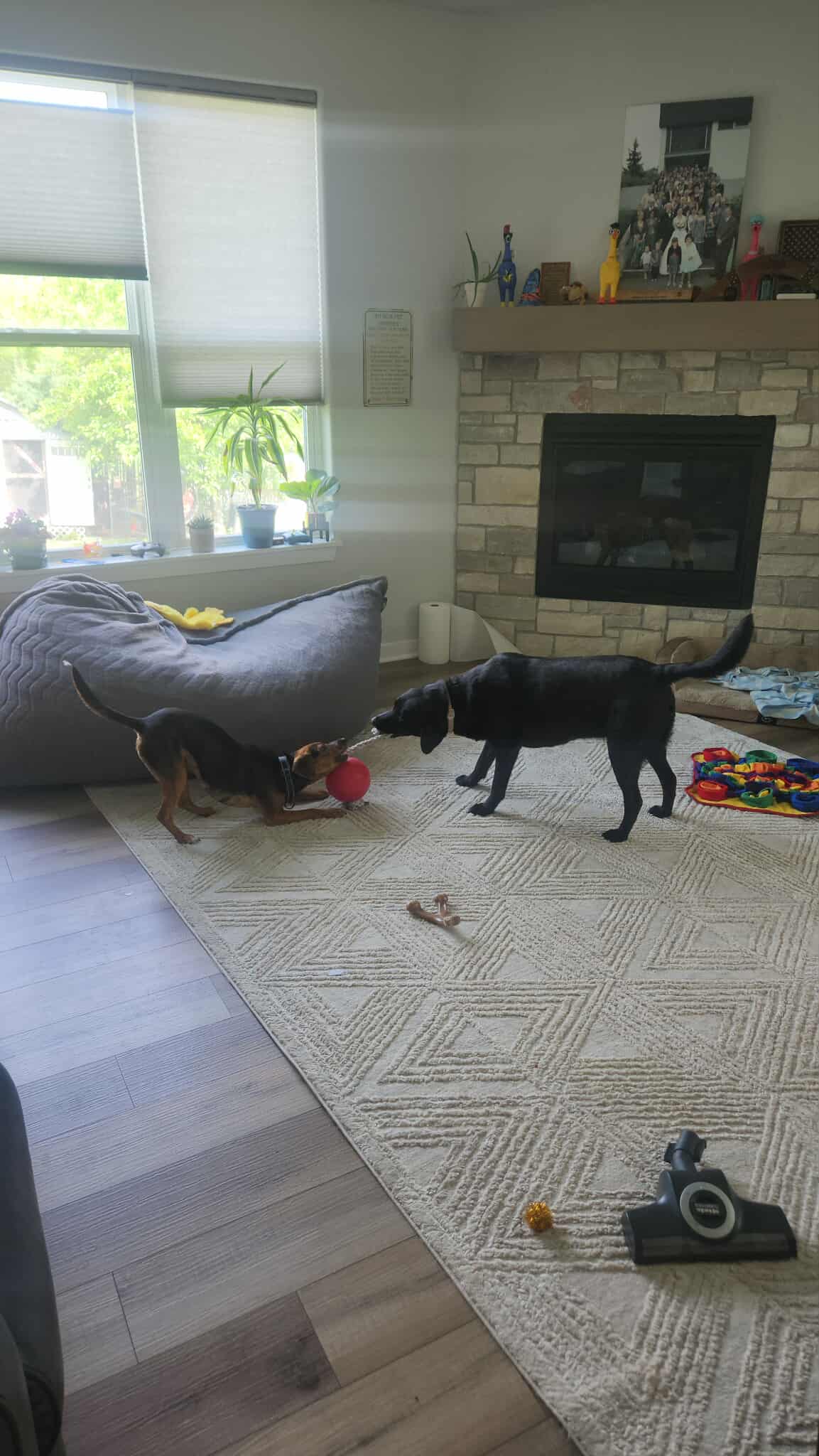 adoptable Dog in Sheboygan, WI named Sawyer