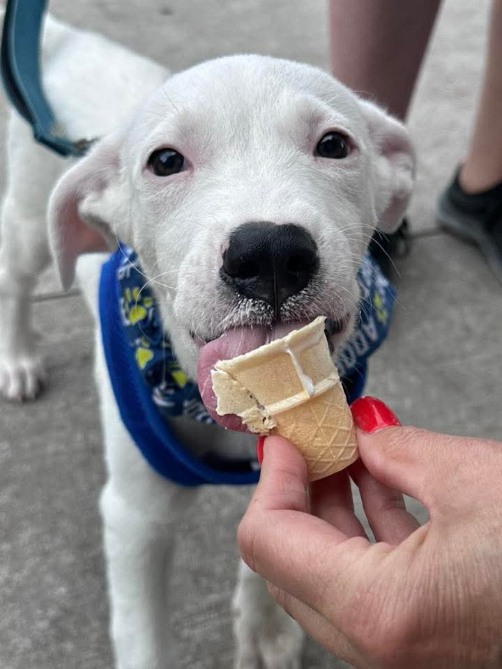 adoptable Dog in Sheboygan, WI named Basil - Herb Litter