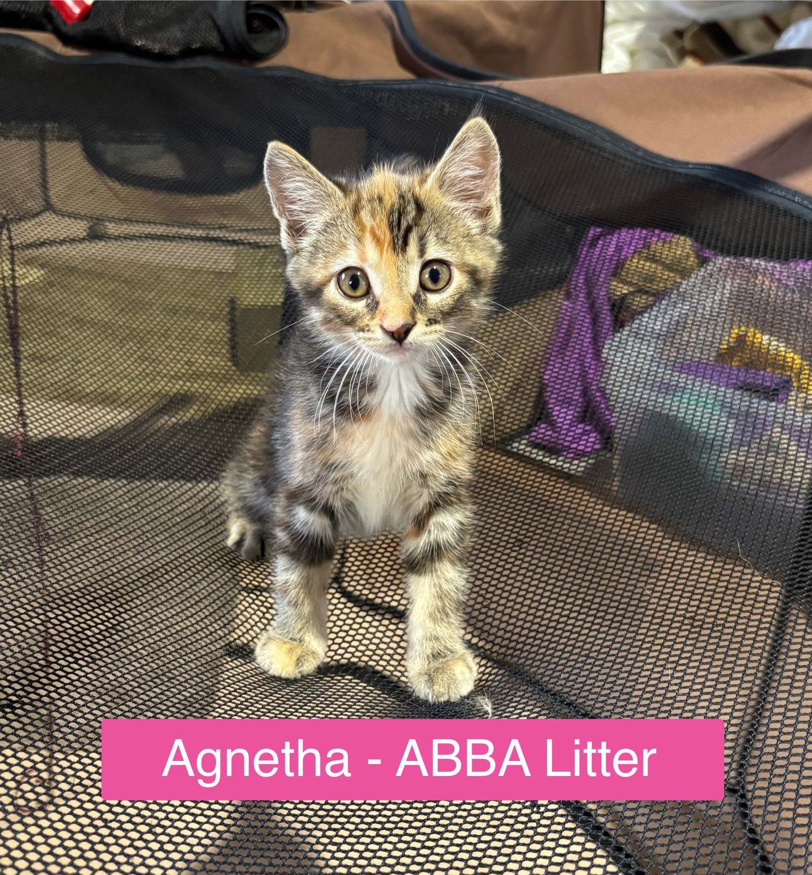 adoptable Cat in Sheboygan, WI named Agnetha - ABBA Litter