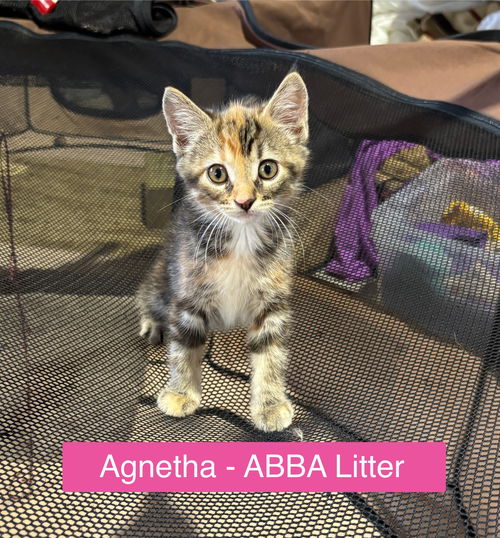 Agnetha - ABBA Litter
