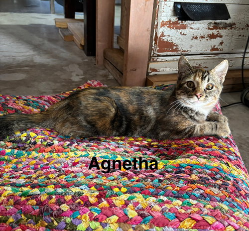 picture of the cat needing adoption