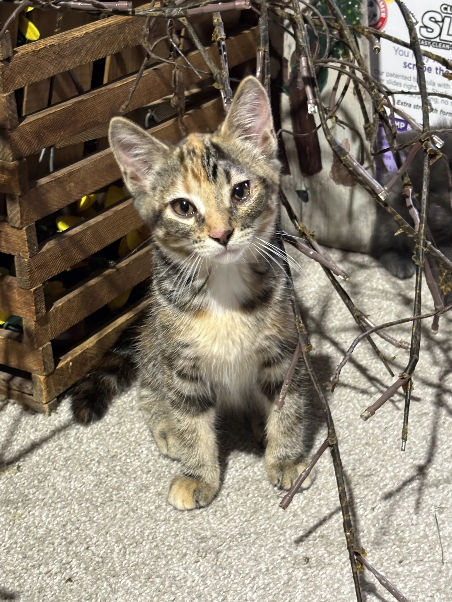 Agnetha - Abba Litter image 4