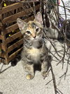 Agnetha - ABBA Litter - Photo 4