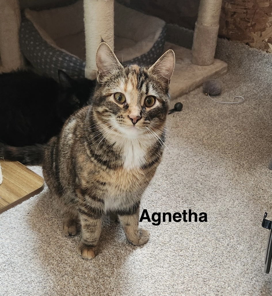 Agnetha - ABBA Litter