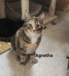 Agnetha - ABBA Litter - Photo 1