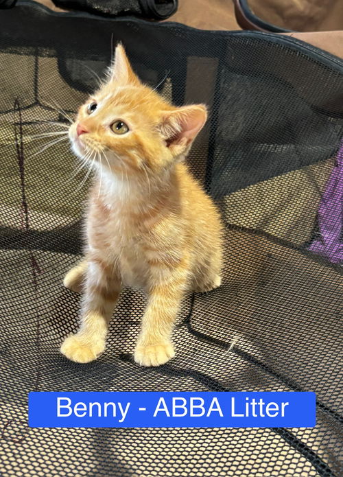 Benny - ABBA Litter