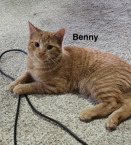 picture of the cat needing adoption