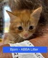 Bjorn - ABBA Litter