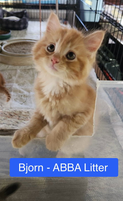 Bjorn - ABBA Litter