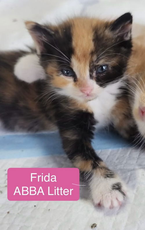 Frida - ABBA Litter
