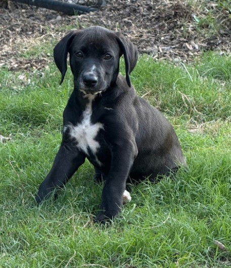 adoptable Dog in Sheboygan, WI named Chloe- Princess Puppy Coming Soon!