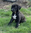 Chloe- Princess Puppy Coming Soon!