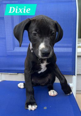 adoptable Dog in Sheboygan, WI named Dixie - Princess Puppy Coming Soon!