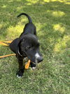 Dixie - Princess Puppy Coming Soon!