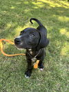 Dixie - Princess Puppy Coming Soon!