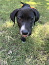 Dixie - Princess Puppy Coming Soon!
