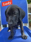 Lady - Princess Puppy Coming Soon!