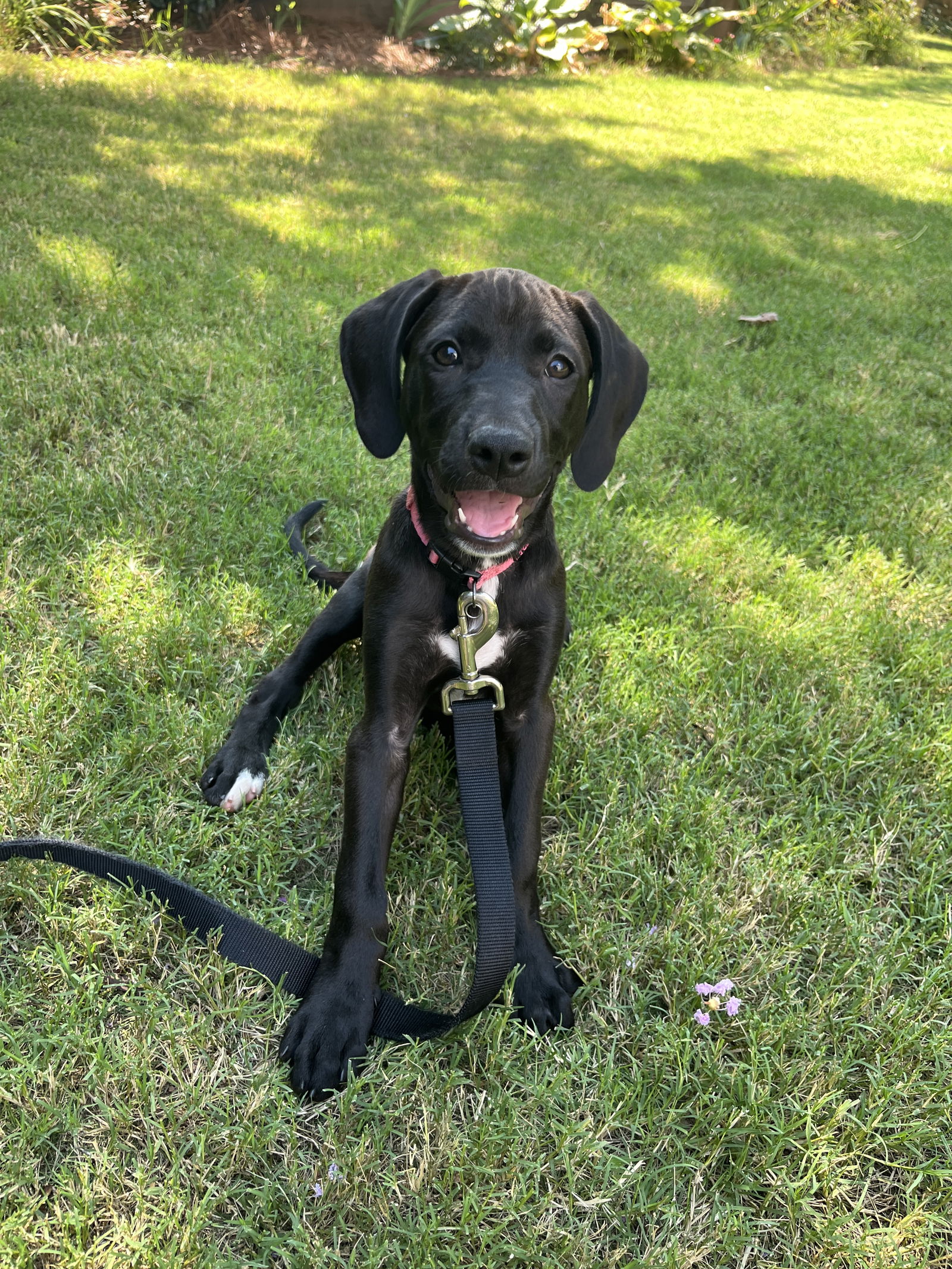 adoptable Dog in Sheboygan, WI named Lady - Princess Puppy Coming Soon!