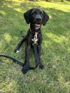 Lady - Princess Puppy Coming Soon!