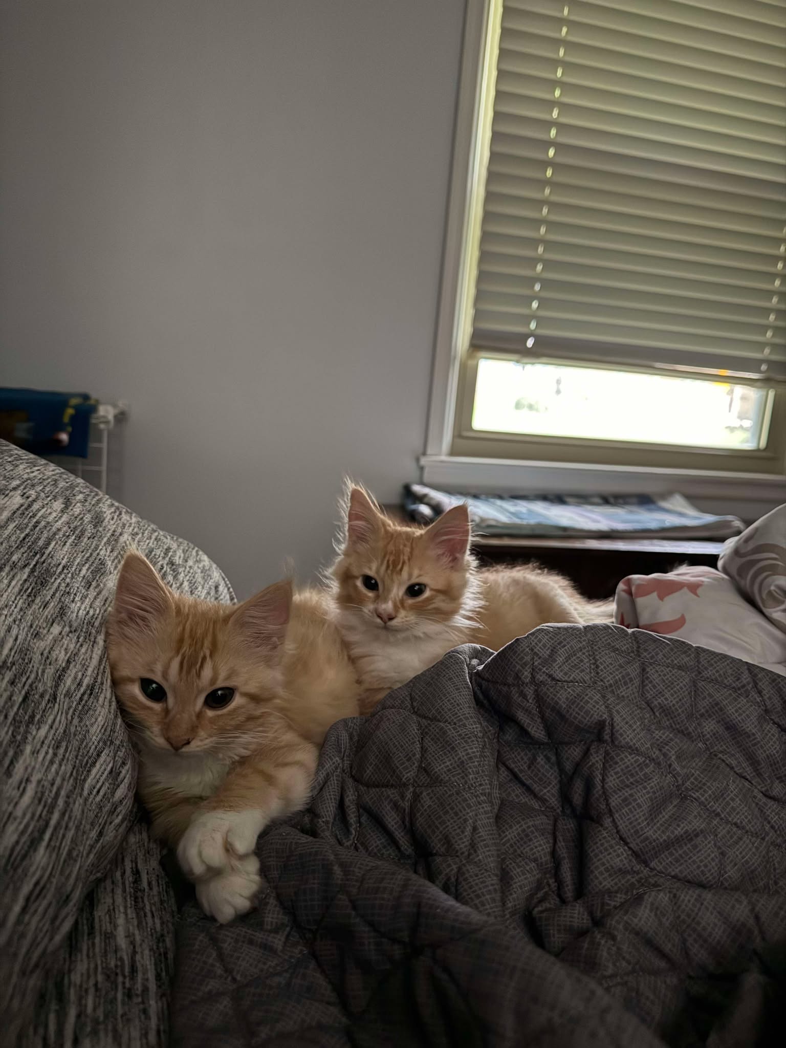 adoptable Cat in Sheboygan, WI named WAFFLES AND CHICKEN - BONDED