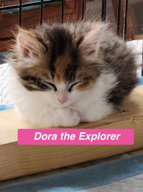 Dora the Explorer - Cartoon Kittens