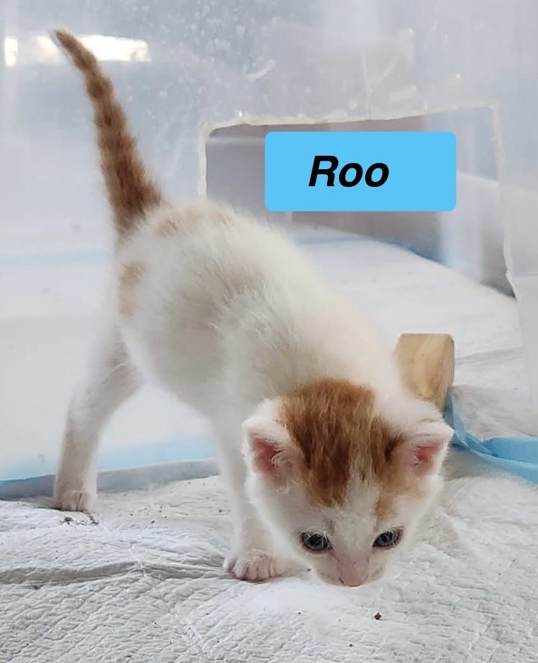 adoptable Cat in Sheboygan, WI named Roo -Cartoon Kittens