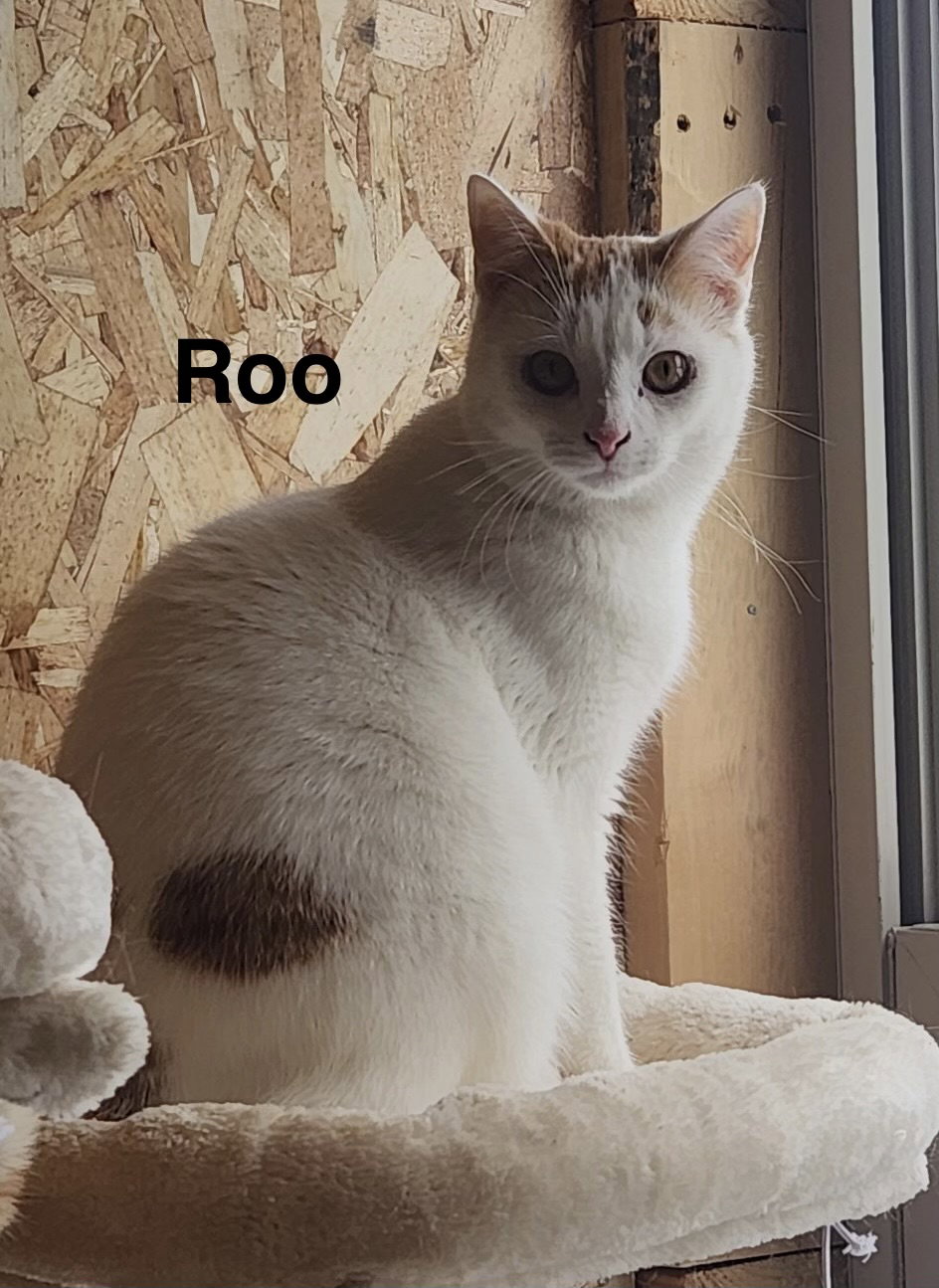 Roo -Cartoon Kittens