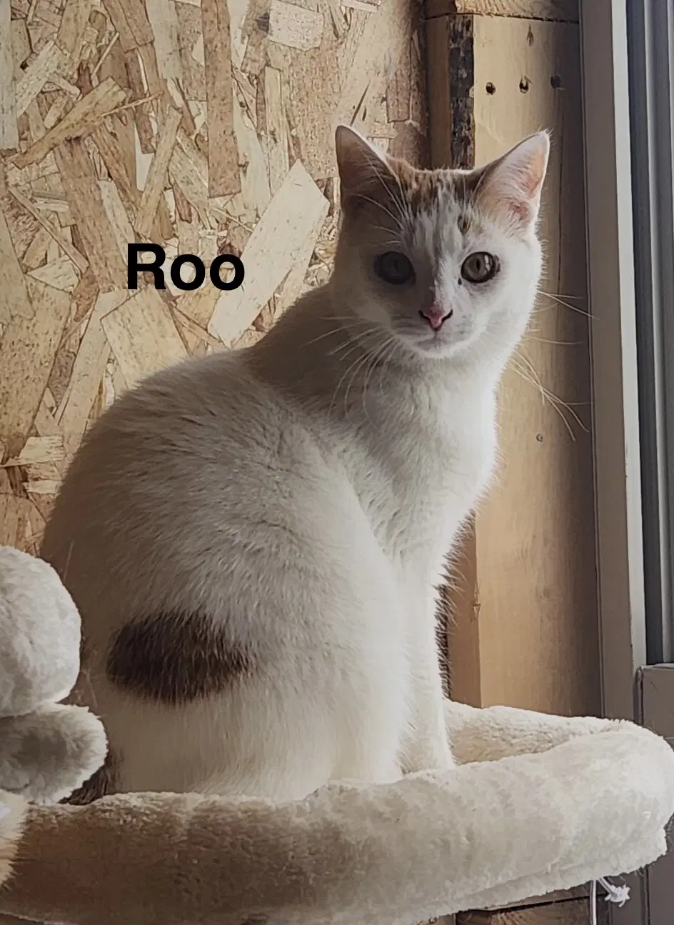 Roo -Cartoon Kittens - Domestic Short Hair