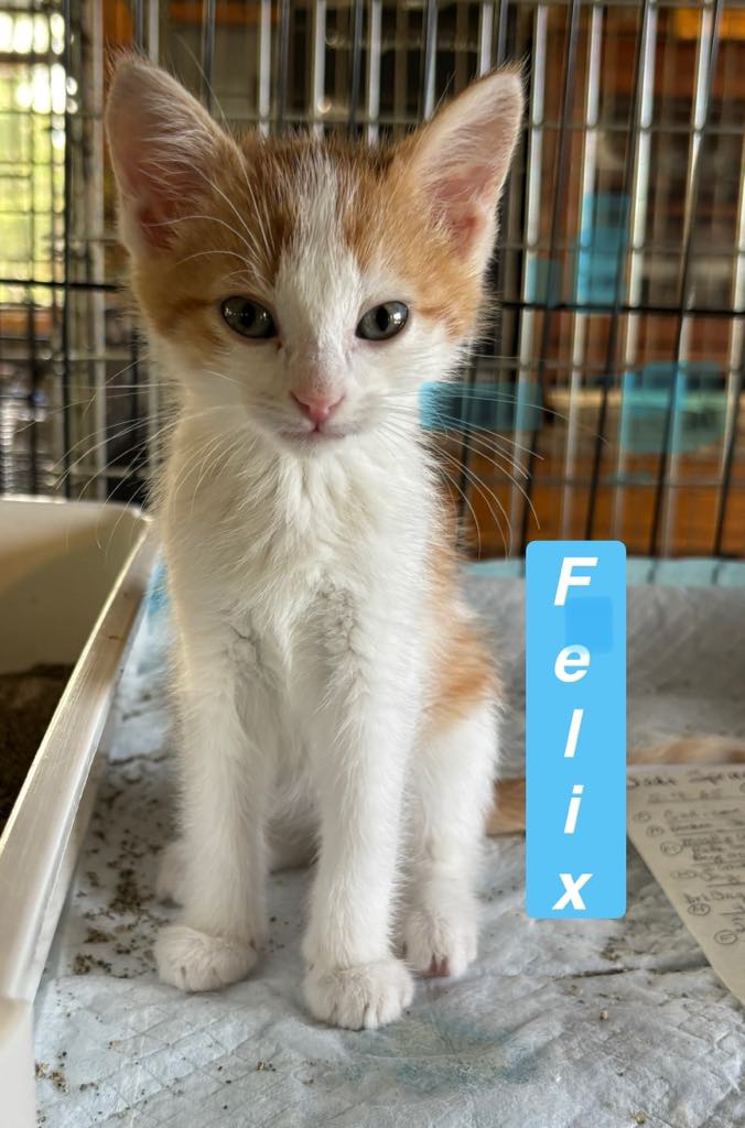 adoptable Cat in Sheboygan, WI named Felix - Cartoon Kittens
