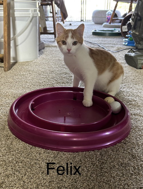 picture of the cat needing adoption