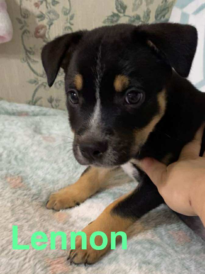 adoptable Dog in Sheboygan, WI named Lennon - Rockstar Group