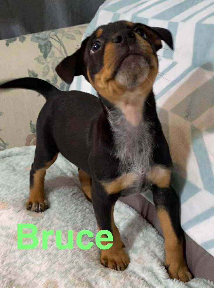 adoptable Dog in Sheboygan, WI named Bruce - Rockstar Littr