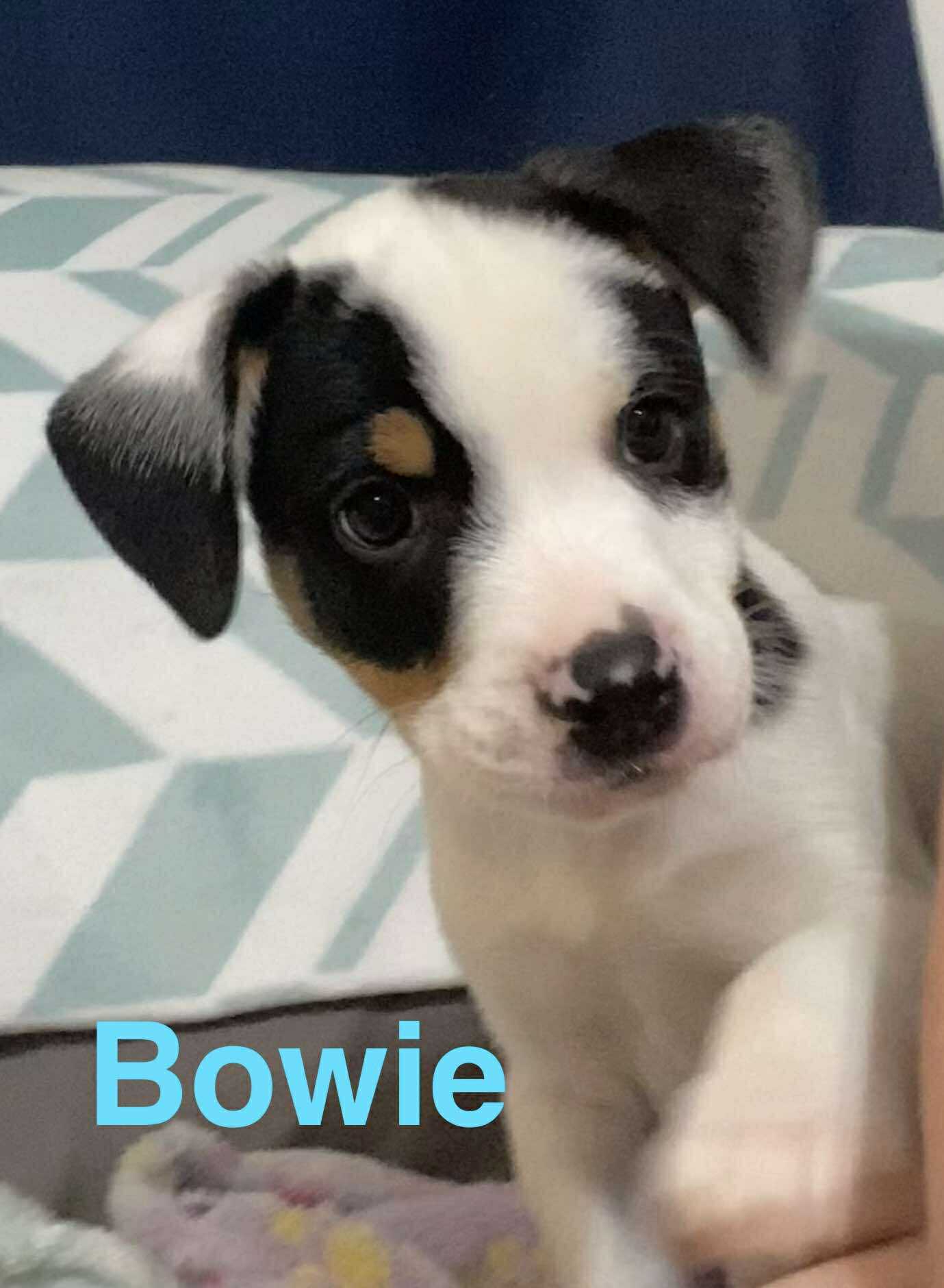 adoptable Dog in Sheboygan, WI named Bowie -Rockstar Litter
