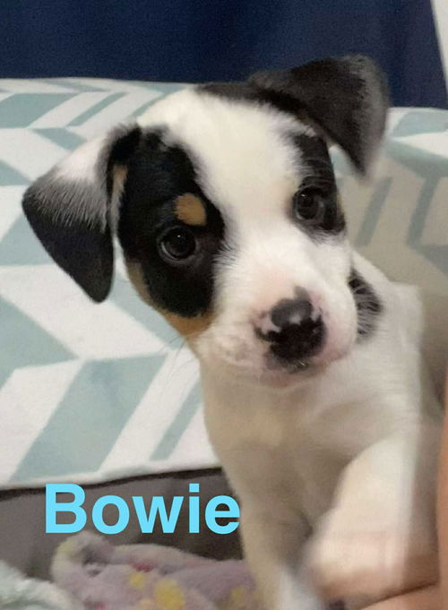 Bowie -Rockstar Litter