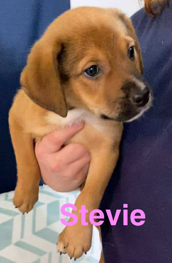 adoptable Dog in Sheboygan, WI named Stevie - Rockstar Litter
