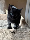 adoptable Cat in sheboygan, WI named Polly