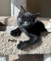 Polly
