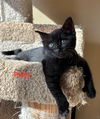 Polly